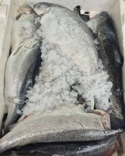 Karadeniz Somon (1 kg.) (Pişirilmemiş)