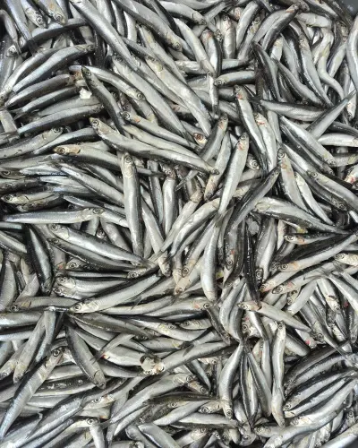 Temizlenmiş Karadeniz Hamsi (Çiğ) (1 kg.)