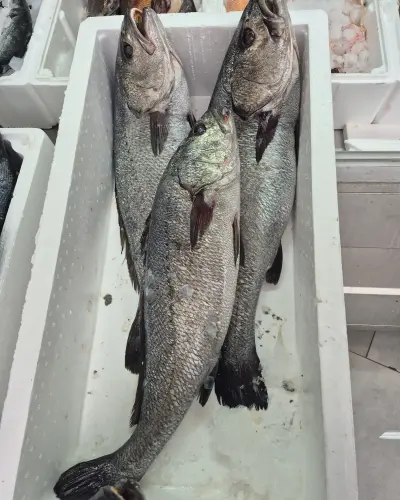 Kaya Levrek (1 kg.) (Pişirilmemiş)