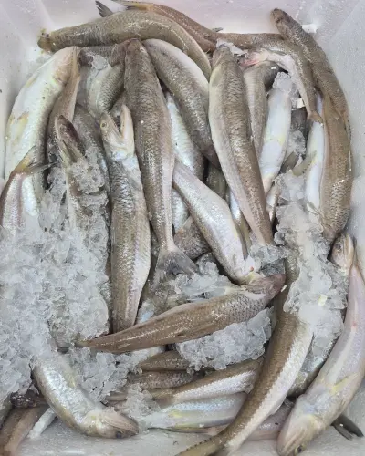 Gümüş Balığı (Çiğ) (1 kg.)