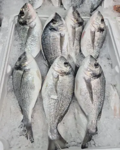 Çipura (Pişirilmemiş) ( 2 adet) (1 kg.)