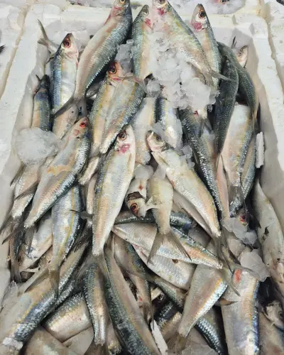 Sardalya (Çiğ) ( 1 kg.)