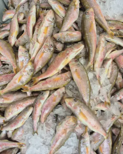 Barbun (Çiğ) (1kg.)
